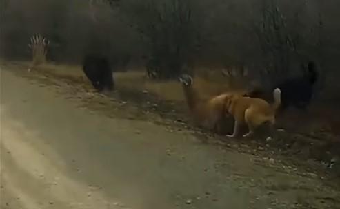 Guanaco es atacado por perros en la Patagonia