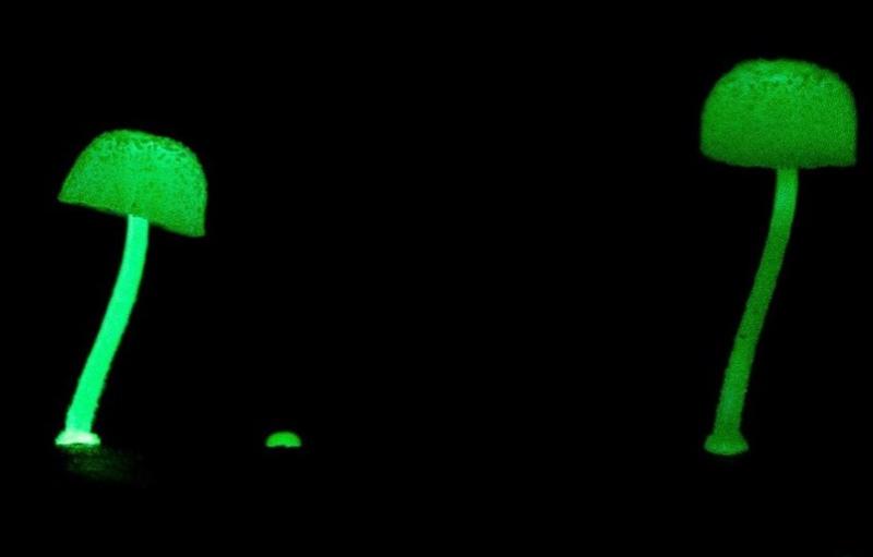 Hongo bioluminiscente encontrado en Chile