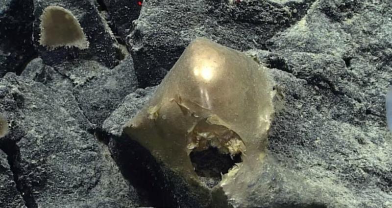 Huevo dorado intriga a los científicos