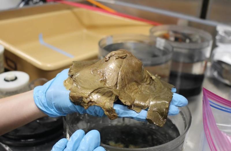 Huevo dorado intriga a los científicos