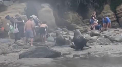 Leones marinos atacan a turistas