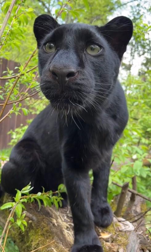 Pantera rescatada por joven rusa