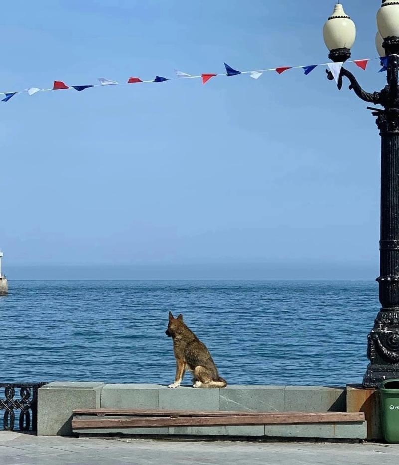 Hachiko de Crimea espero por doce años a su dueño