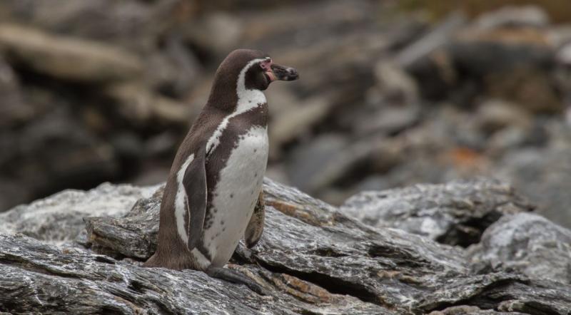 Pingüino de Humboldt