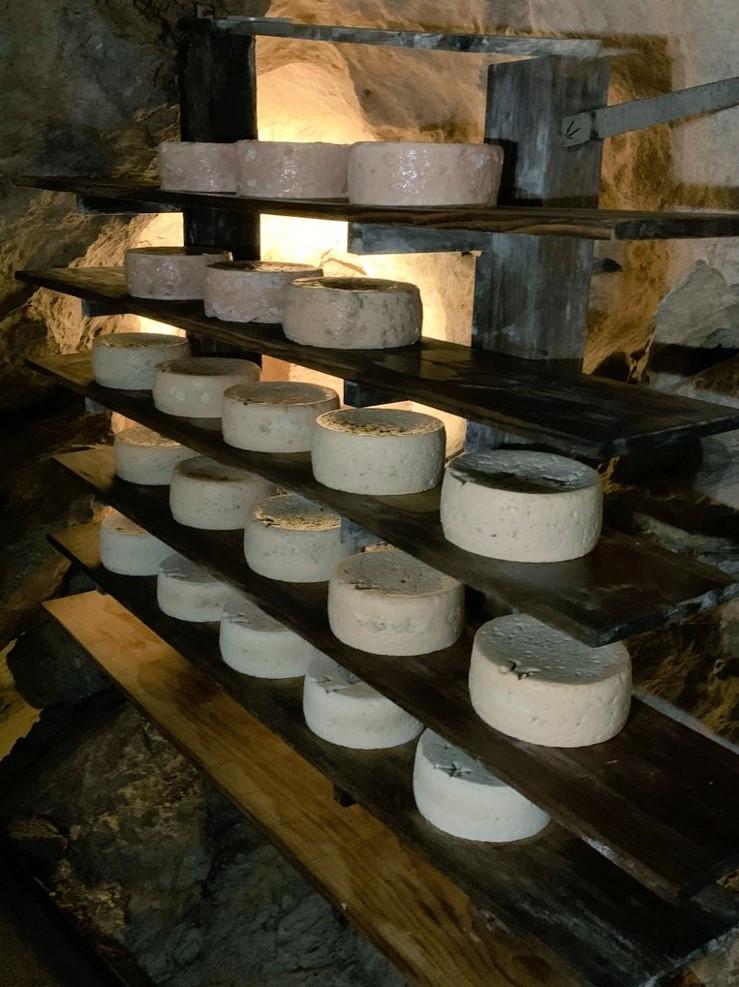 Queso cabrales madurando en una cueva