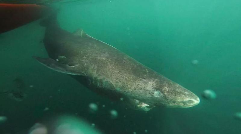 Tiburón abuelo de Groenlandia