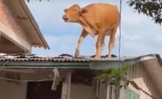 Vaca quedó en el techo de una casa tras ciclón