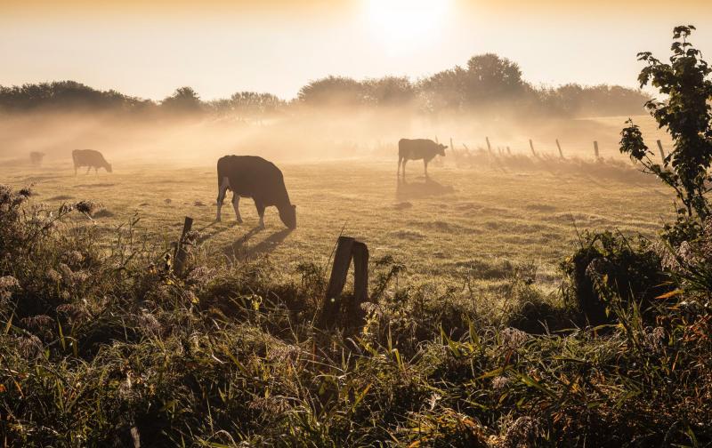 Dejar la carne beneficiaría al medio ambiente