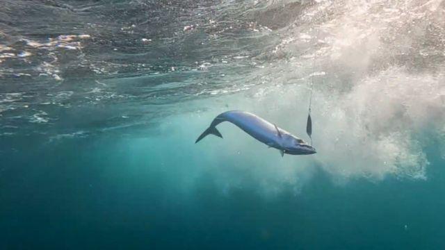 Peces sierra en la costa valdiviana.