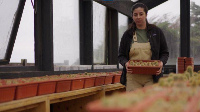 Parque Punta de Lobos cuenta con un programa de restauración ecológica.