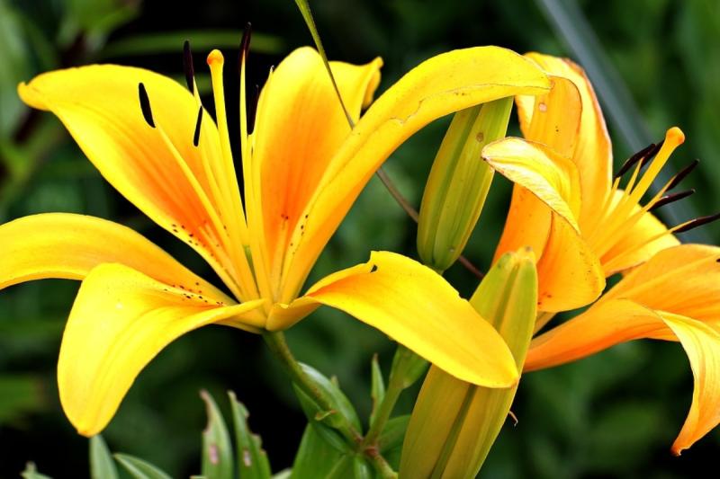 Flores amarillas para el 21 de septiembre