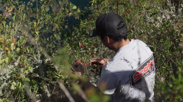La murta, uno de los tesoros que ofrece Río Bueno.