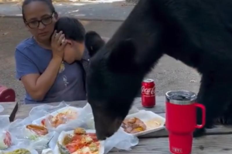 Oso interrumpe a familia en pleno picnic