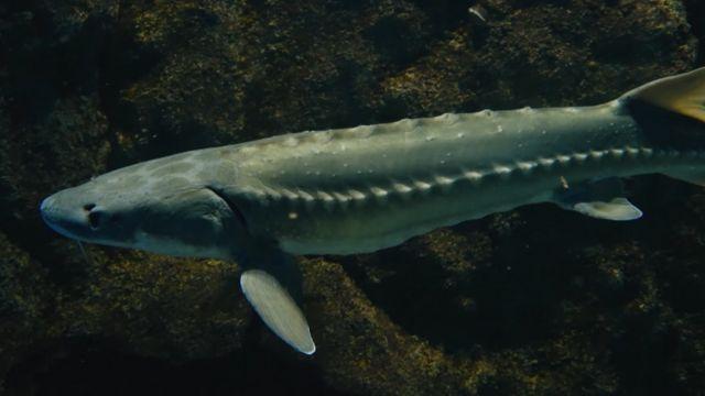 El esturión, pez milenario del que se extrae el caviar.