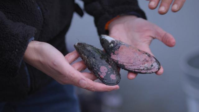 ¿Cuál es la diferencia de una cholga y un choro maltón?