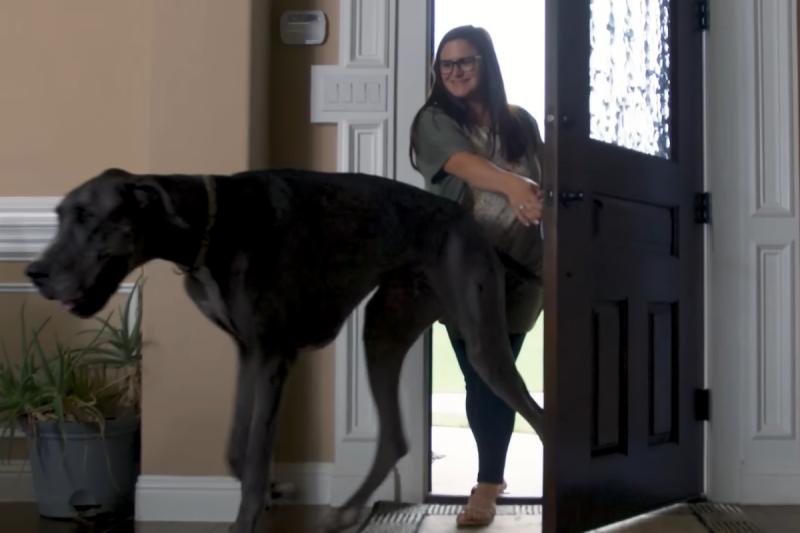 Zeus, el perro más grande del mundo