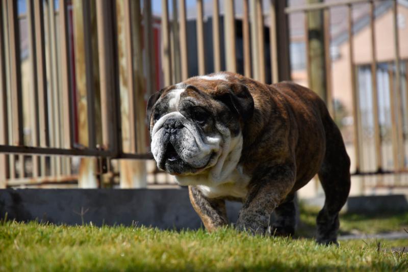 No solo pasa en humanos: Perros también sufren de alergia en primavera - Agencia Uno