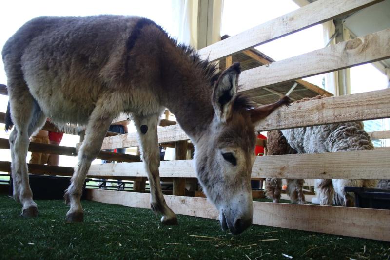 Animales se reproducen sin control en granja de Maipú - Agencia Uno