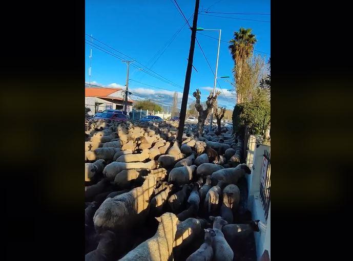 ¡Invasión de ovejas en Nancagua!