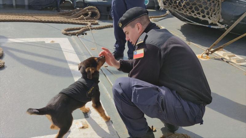 Ašáka: el perrito que navega junto a la Armada