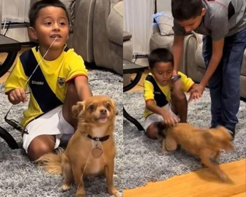 Perrito ayuda a su dueño a sacarse diente de leche