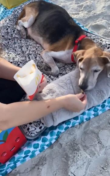 "Tu último día en la Tierra": Familia le organizó a su perrito un último paseo a la playa