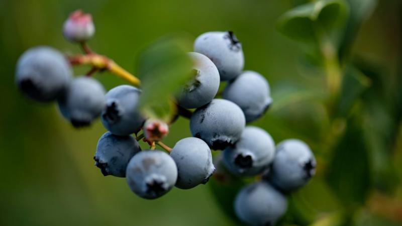 Cultivo de Arándanos