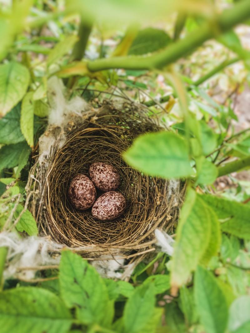 Altas temperaturas afectarían negativamente a aves