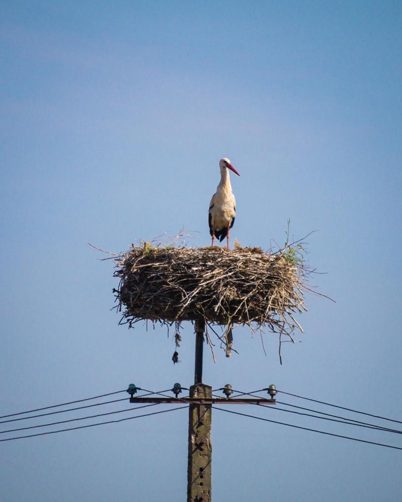 Altas temperaturas afectarían negativamente a aves