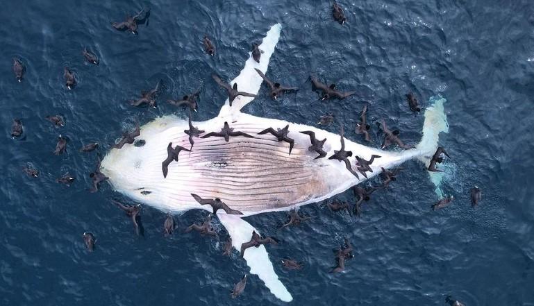 Ballena jorobada muerta en la costa
