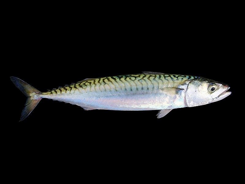 Conoce los pescados que pueden cuidar tu corazón, según Harvard