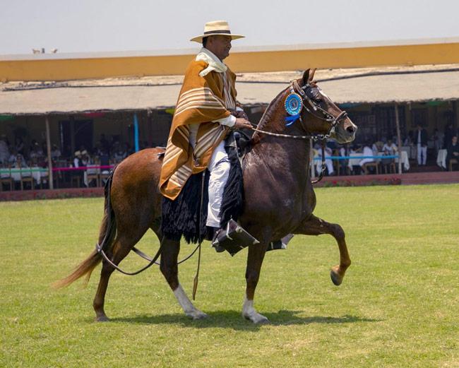 Jinete arriba de un caballo de paso