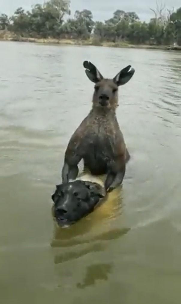 Canguro secuestra a perro