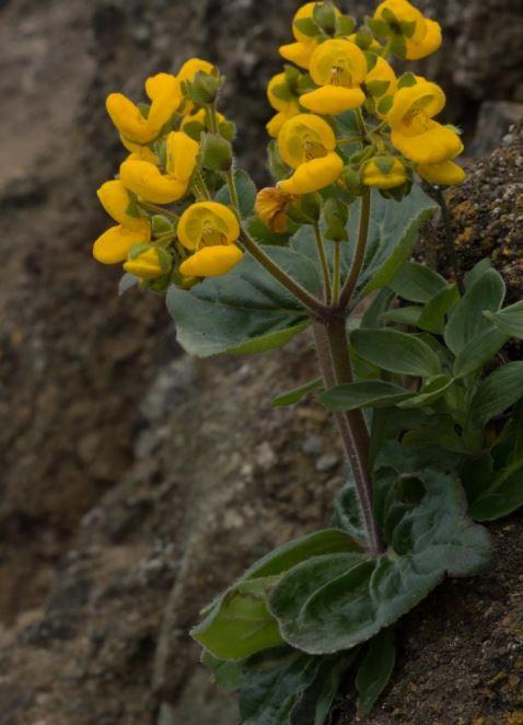 Calceolaria rinconada