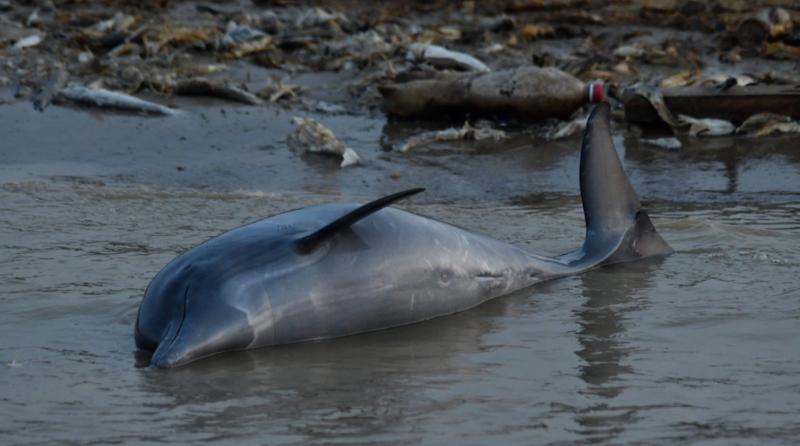 Delfines muertos fueron encontrados en Brasil