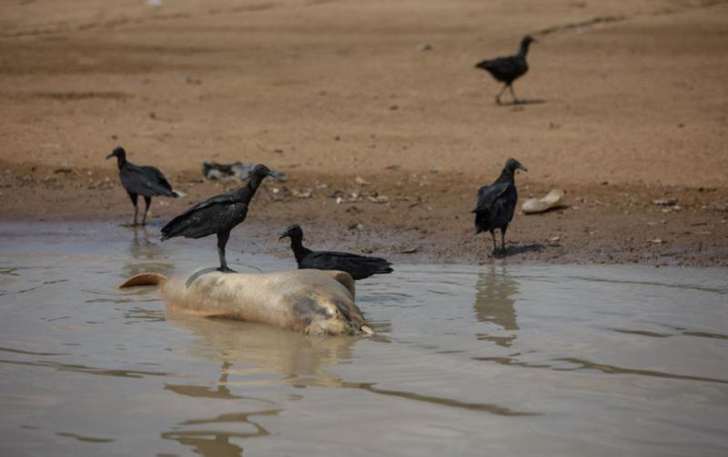 Delfines muertos fueron encontrados en Brasil