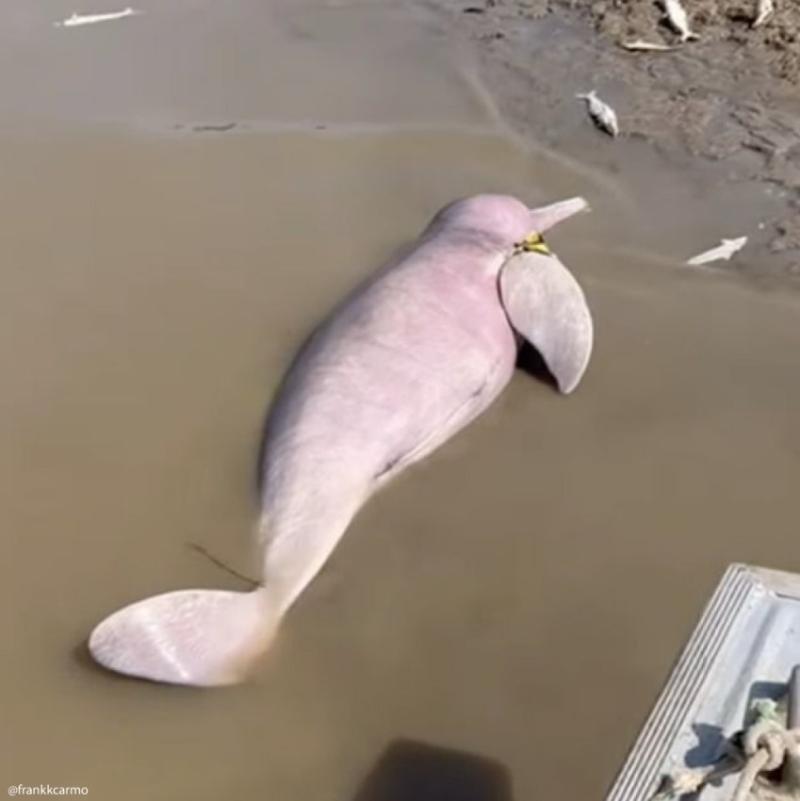 Delfines muertos fueron encontrados en Brasil