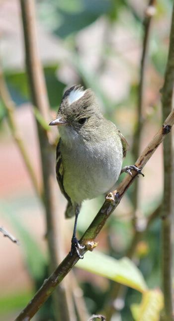 Fío-Fío debería ser una de las aves embajadoras del boque sudamericano / Fotografía: Juan Tassara