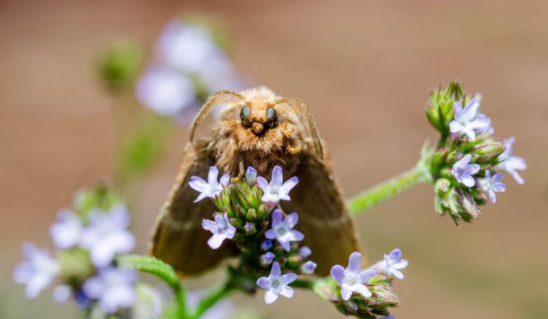 Las polillas son polinizadoras nocturnas