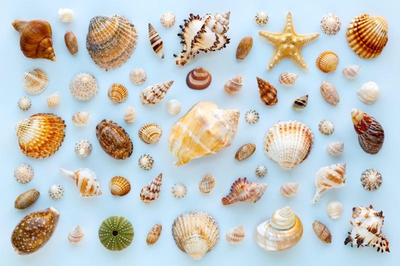 Las conchas de la playa “aportan compuestos que serán utilizados por otros organismos"