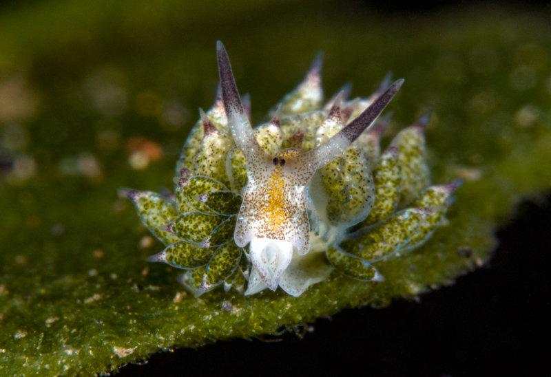 Babosa de mar que parece Pokémon