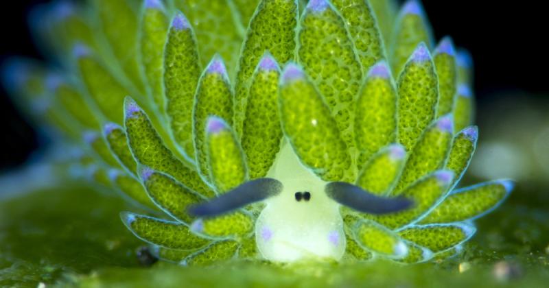 Babosa marina que parece Pokémon