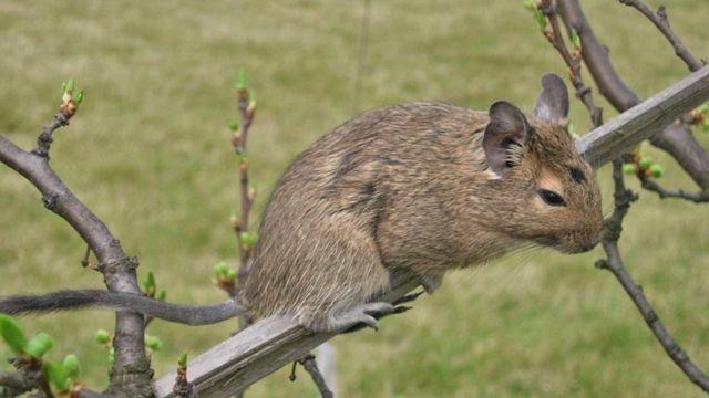 Octon degus, roedor endémico de Chile utilizado para estudio sobre el Alzheimer