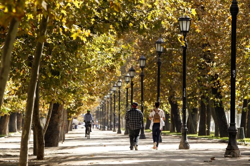 Plátano Oriental y sus tormentos en primavera