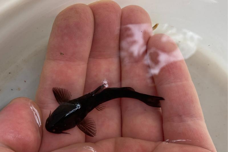 Peces descubiertos en el sur de Chile