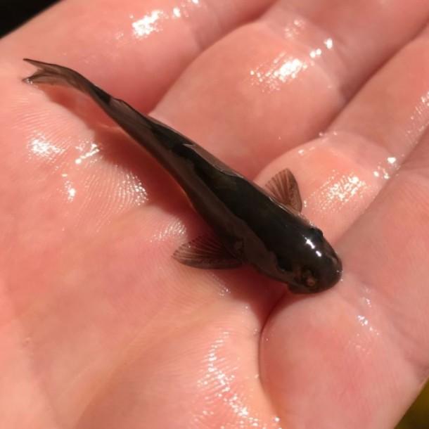 Peces descubiertos en el sur de Chile