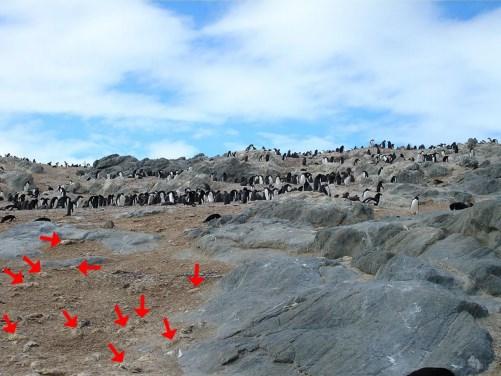 Pingüinos momia descubiertos en la Antártida