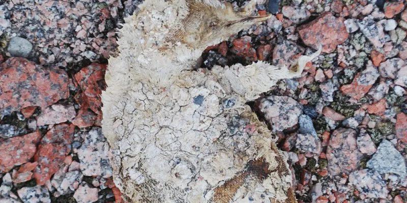 Pingüinos momia descubiertos en la Antártida