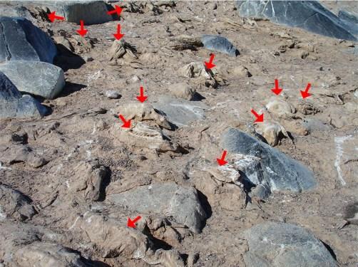 Pingüinos momia descubiertos en la Antártida