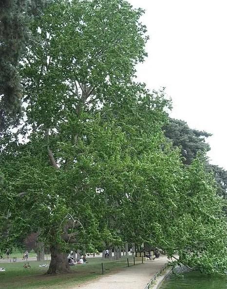Plátano Oriental y sus tormentos en primavera